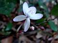 Pastel Flower
